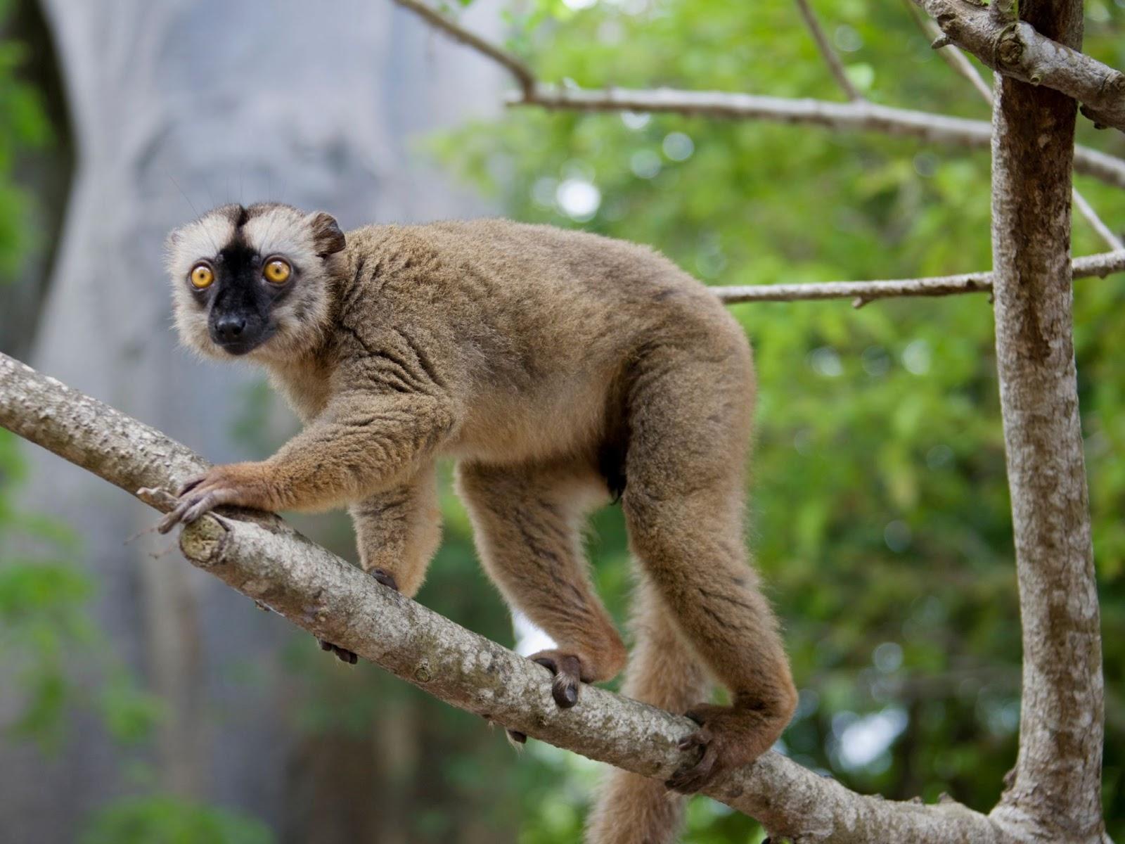 Common Brown Lemur