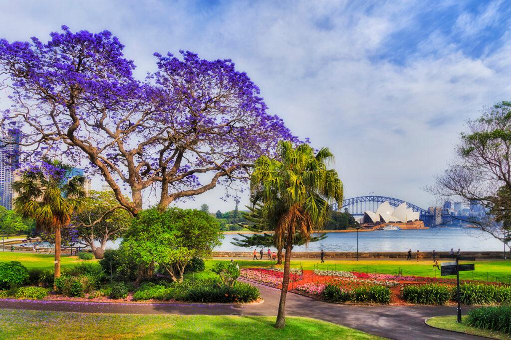 Sydney garden and city park on shores of Harbour in spring season when Jacaranda trees blossom with violet flowers in front of major city landmarks on a sunny day.